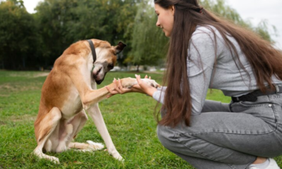 Understanding Dog Behavior: Common Signals and What They Mean
